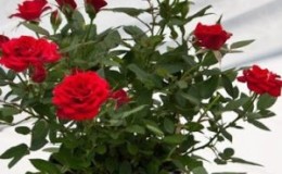 Comment entretenir une rose domestique dans un pot - Un guide pour les fleuristes débutants