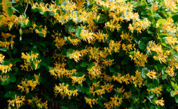 Chèvrefeuille décoratif - plantation et soins