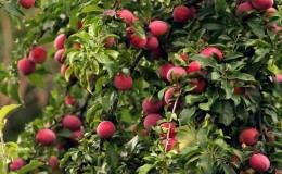 Instructions étape par étape pour planter des prunes de cerisier à l'automne