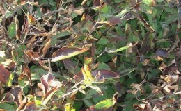 Que faire si le chèvrefeuille sèche dans le jardin et pourquoi