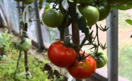 Cultivez la tomate Kumir sur votre parcelle et profitez d'une récolte abondante précoce