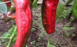 Piment hybride spectaculaire de Kakadu avec une apparence inhabituelle et un goût sucré agréable