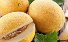 Nous cultivons nous-mêmes une délicieuse récolte: comment un melon pousse en serre, en plein champ et à la maison
