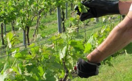 Un guide de la taille des raisins en août dans la région de Moscou pour les vignerons débutants