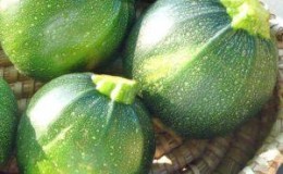 Avantages et inconvénients des courgettes rondes que chaque résident d'été devrait connaître