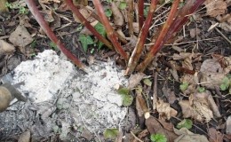 Comment nourrir les framboises en été: instructions