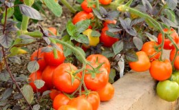 Variétés précoces de tomates pour les serres: évaluation des meilleures et recommandations pour le choix