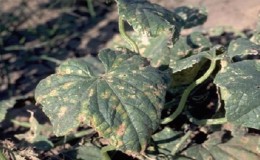 Que faire avec la bactériose des concombres - traitement avec des méthodes efficaces