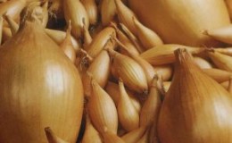 Bamberger, une variété d'oignon à haut rendement résistante aux maladies et aux ravageurs