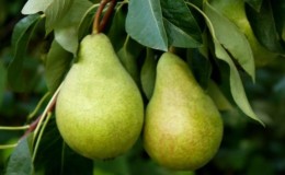 Variété de poire sans prétention à haut rendement 