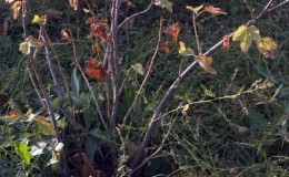 Pourquoi les groseilles sèchent avec les baies et que faire pour y remédier