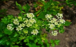 Qu'est-ce que le céleri: aperçu, règles d'utilisation et technologie de culture