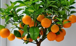 Guide étape par étape: comment planter une graine d'orange à la maison