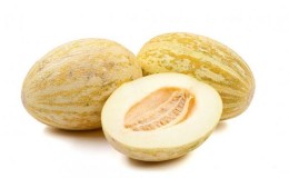 Le plus populaire et aimé de nombreux melons 