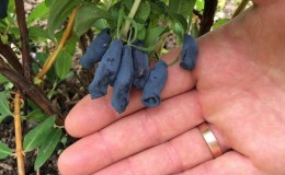 Caractéristiques de la culture du chèvrefeuille en Crimée