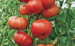 Avantages et inconvénients de la variété 