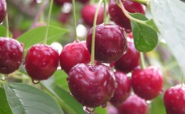 Description des variétés de cerises autofertiles pour la voie du milieu et la région de Samara