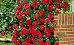 Les meilleures variétés de roses grimpantes résistantes à l'hiver qui fleurissent tout l'été