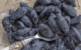 Blizzard boréal au chèvrefeuille sucré à haut rendement