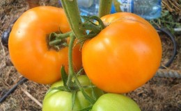 Comment obtenir des tomates Olesya de haute qualité
