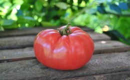 Une tomate précoce brillante avec de gros fruits - la tomate 