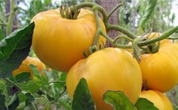 La tomate inhabituelle 