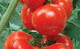 Variété de tomate avec un nom explicite - tomate 