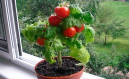 Récoltez en vitrine toute l'année: nous cultivons chez nous des tomates 