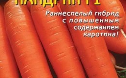 Un hybride précoce de carottes au goût sucré Nandrin f1