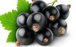 Règles de rotation des cultures dans le jardin: ce qui peut être planté à côté du cassis