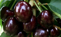 La variété de cerise douce 