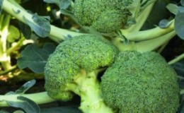 Chou brocoli hybride Batavia F1
