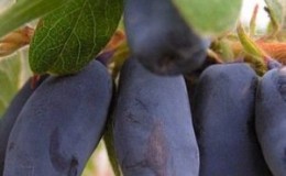 Les meilleures variétés de chèvrefeuille comestible