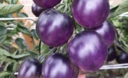 Vous n'en croirez pas vos yeux quand vous le voyez - tomate 