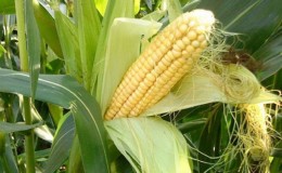 Comment comprendre que le maïs est mûr: nous récoltons à temps, en fonction de son utilisation ultérieure