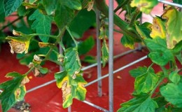 Pourquoi des taches apparaissent sur les feuilles de tomates et comment les traiter