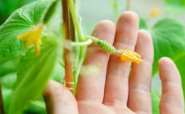 Pourquoi les ovaires de concombre tombent-ils et que faire pour sauver votre récolte