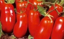 Assortiment coloré dans les lits: la variété de tomates Raketa jaune et rouge et un guide pratique pour la cultiver