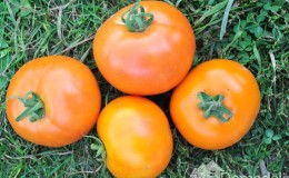 Tomate Andromeda, populaire et aimée des résidents d'été: nous cultivons et profitons d'une riche récolte