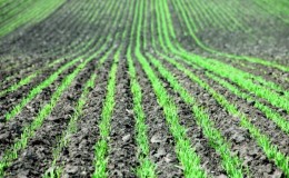 Dates et taux de semis de mil avec une méthode de semis ordinaire et un soin supplémentaire des plantations