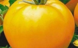 L'une des variétés les plus délicieuses pour la consommation fraîche est la tomate géante jaune