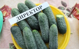 Concombre néerlandais «Director» avec une longue conservation et un rendement stable
