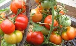 Tomate ultra-précoce, non capricieuse, sous-dimensionnée et très savoureuse 