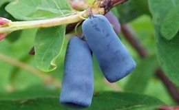 Les meilleures variétés de chèvrefeuille comestible