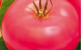 Suivez les instructions et la tomate hybride 