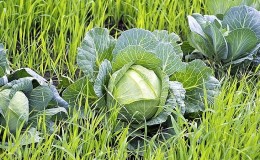 Quels sont les meilleurs siderates à utiliser après le chou à l'automne