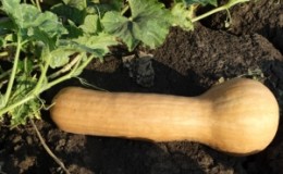 Une variété de courge muscade de mi-saison et sans prétention 