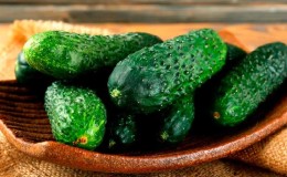 Serre hybride populaire avec un beau nom et une récolte abondante - concombres 