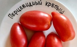 Essayez cette variété inhabituelle qui ne vous laissera pas indifférent - la tomate «robuste en forme de poivre»