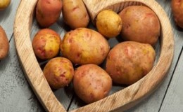 Une variété populaire de pommes de terre avec un goût excellent et une bonne qualité de conservation 